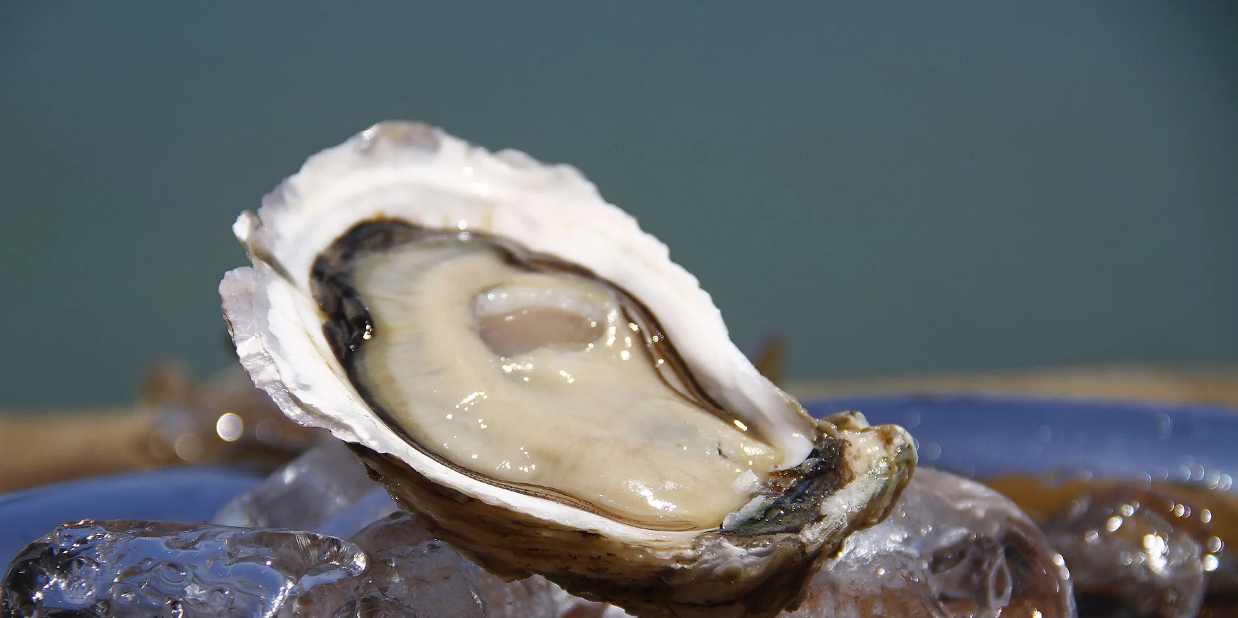 Ostra fresca em destaque