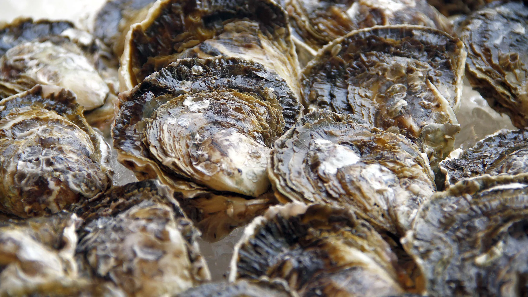 Ostras da espécie Crassostrea brasiliana